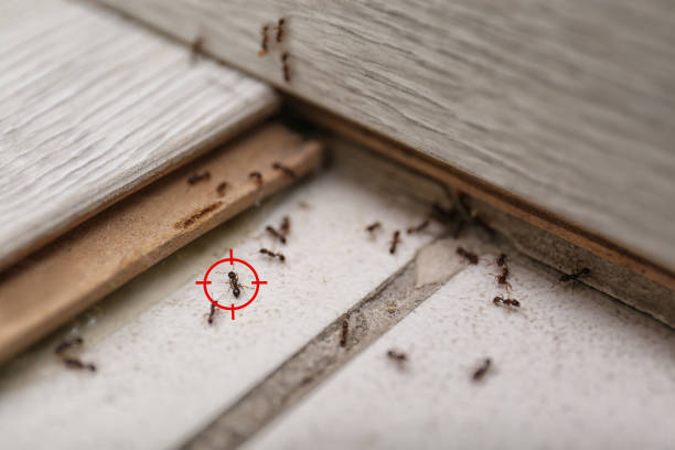 Best Rat Extermination Near Me  in Bay, AR