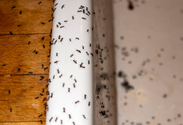 Flea Control Services in Bay, AR