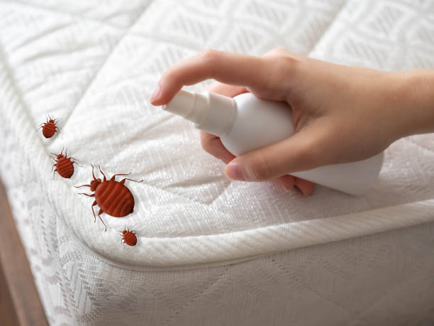 Best Flea Control Services  in Bay, AR