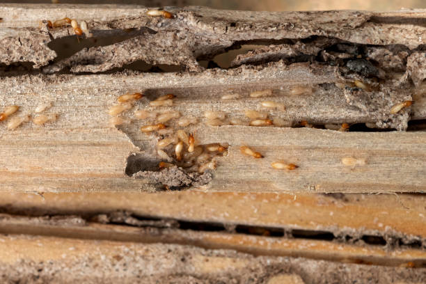 Pest Control for Restaurants in Bay, AR